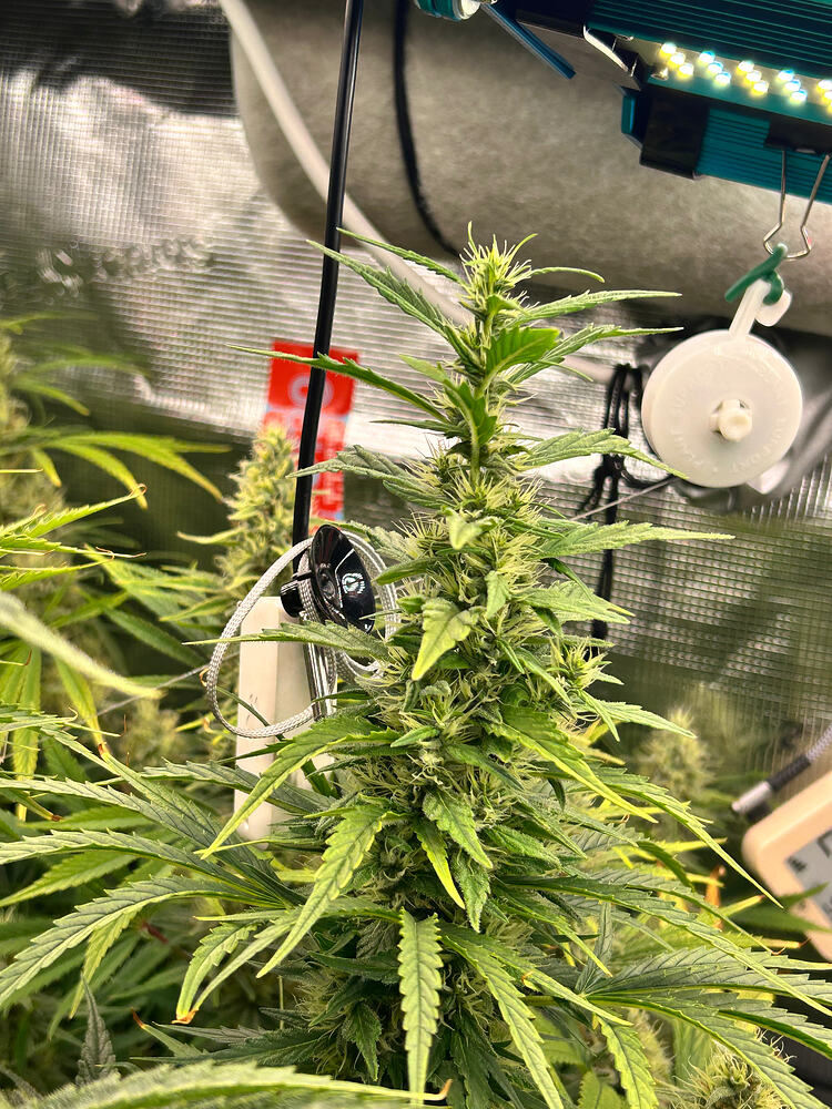 Growreport Bild 6