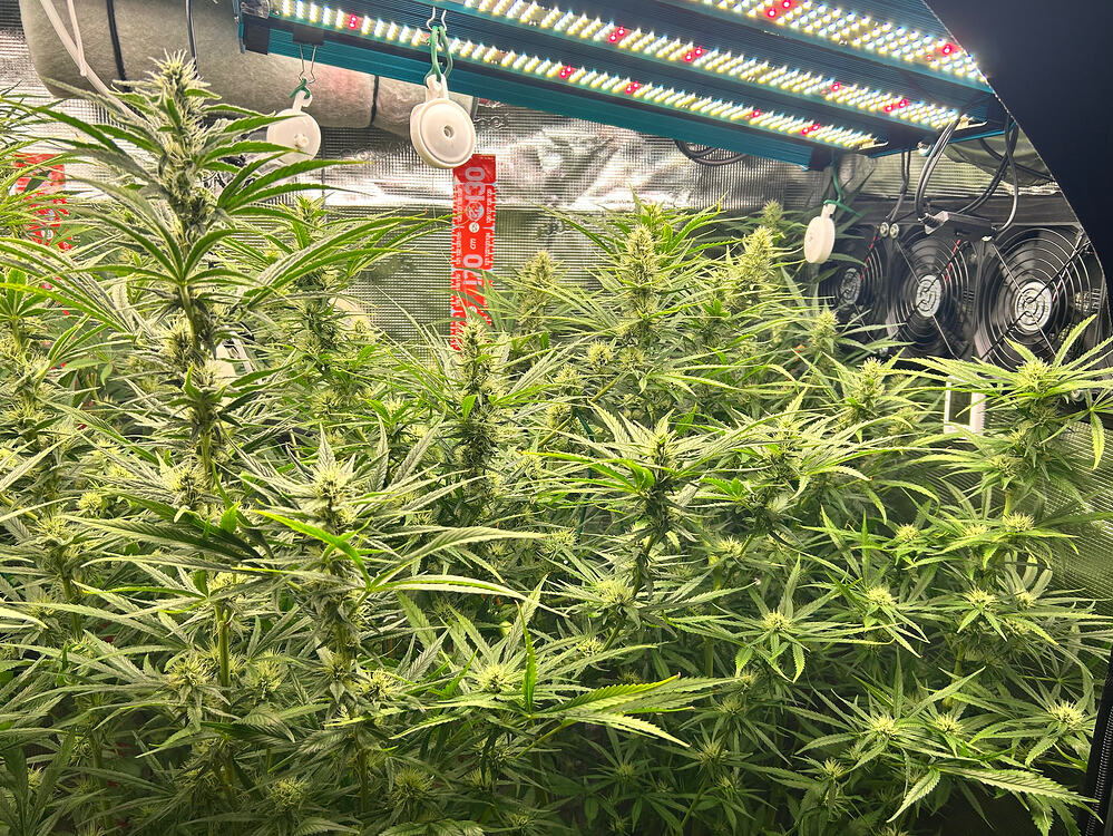 Cannabis-Pflanze im Growreport