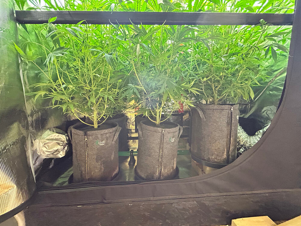 Growreport Bild 1