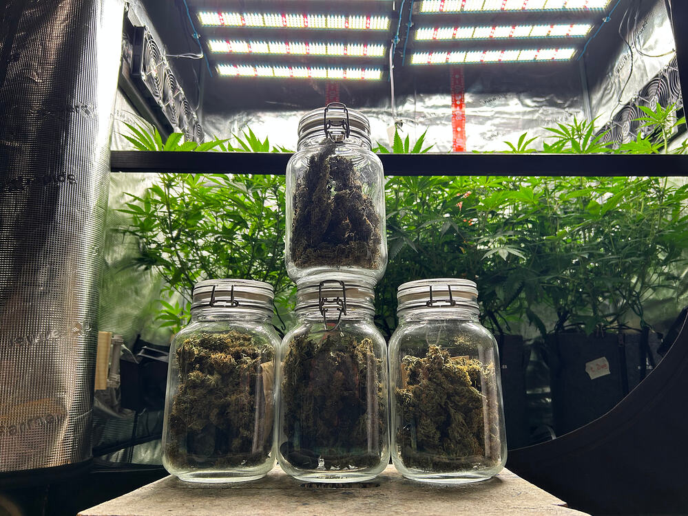Bud 😎, Terpene & Papaya II🥭 – Eine Reise ins Nirvana