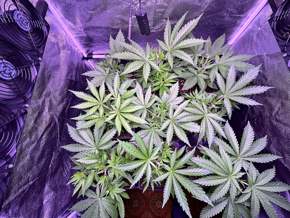 Mehrere junge Cannabis-Pflanzen in einem Grow-Zelt unter lila LED-Beleuchtung, mit Lüftern an den Seiten.