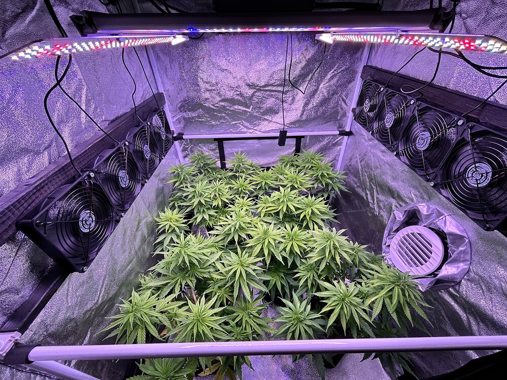 Mehrere junge Cannabis-Pflanzen in einem Growzelt unter LED-Beleuchtung, umgeben von Lüftern und Reflektormaterial.