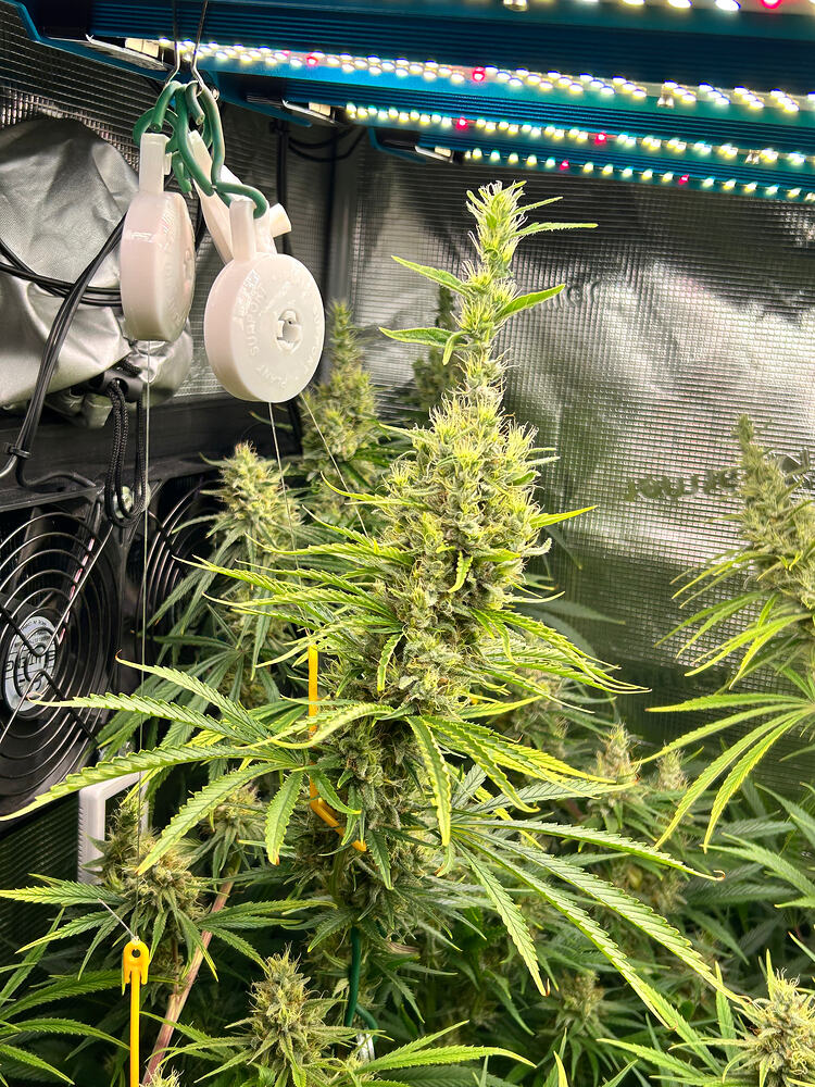 Eine blühende Cannabispflanze mit dichten Blütenständen und langen, schmalen Blättern, die in einem Grow-Zelt unter einer LED-Lampe wächst. Im Hintergrund sind ein Ventilator und Aufhängevorrichtungen zu sehen.