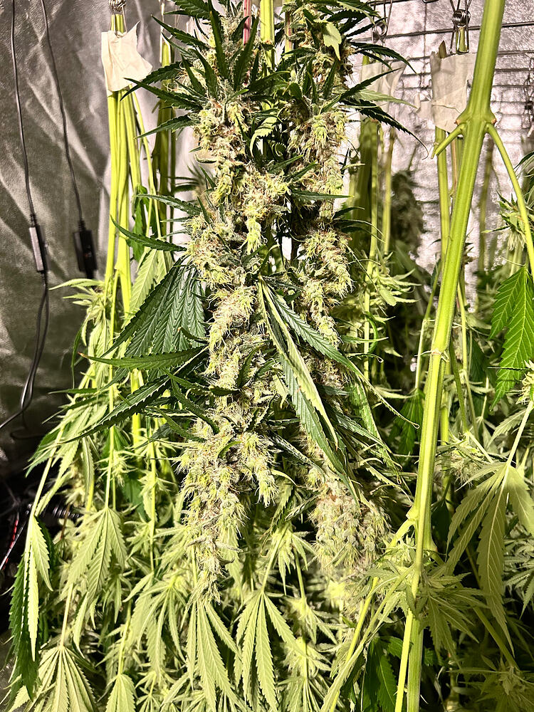 Growreport-Bild
