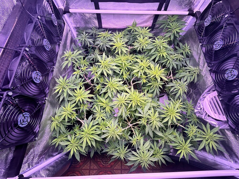 Growreport Bild 7