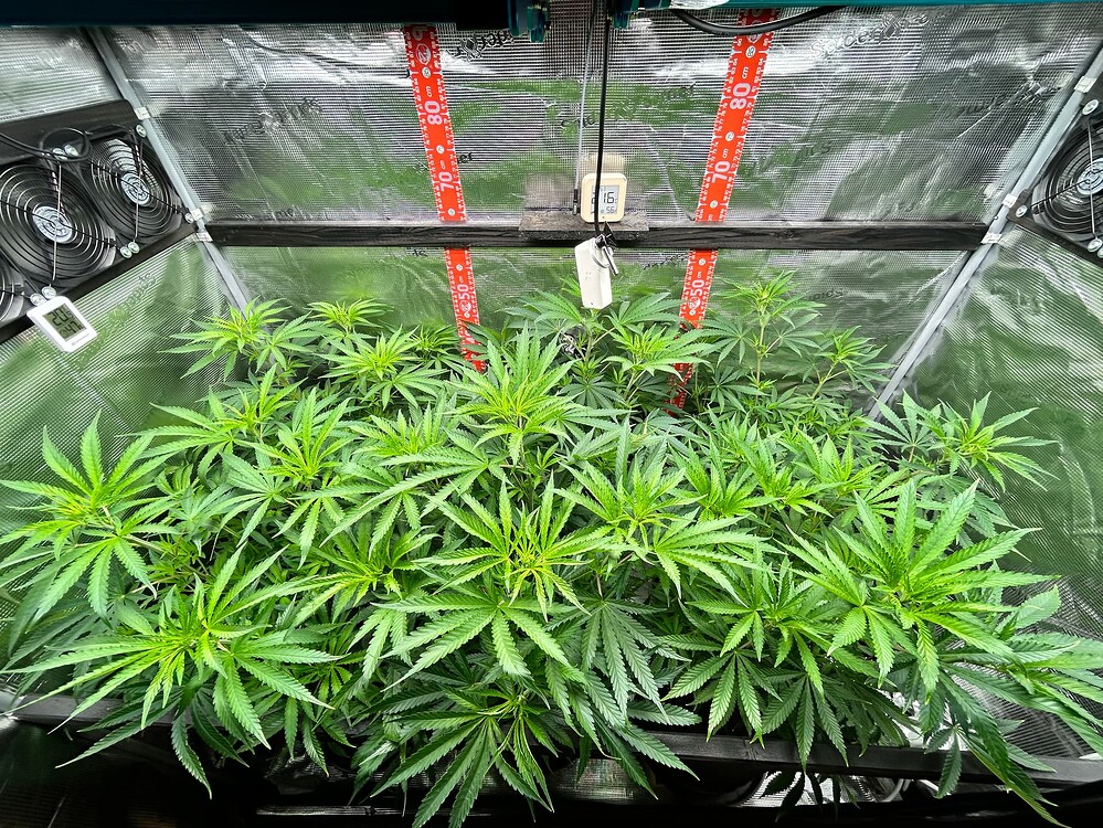 Mehrere junge Cannabispflanzen in einer Growbox, die sich im Wuchs befinden. Die Pflanzen sind grün und zeigen viele Blätter.