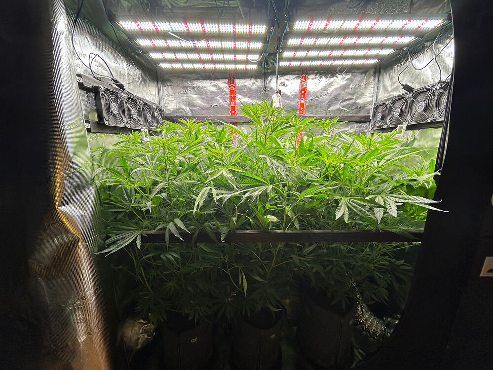 Growreport Bild 4