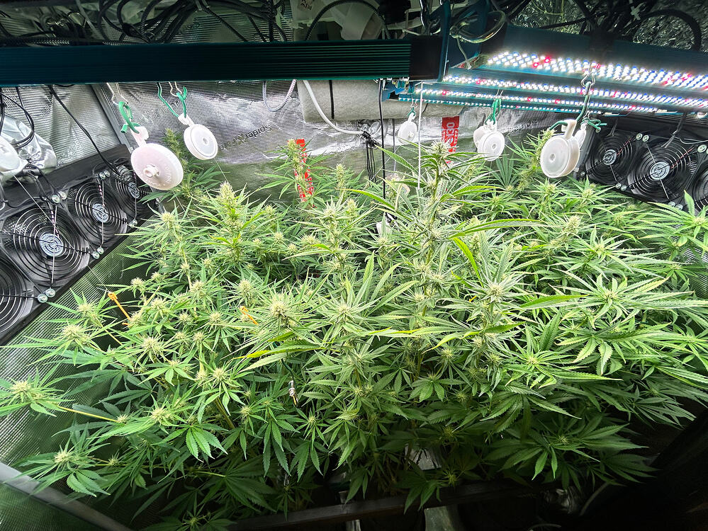 Growreport Bild 2