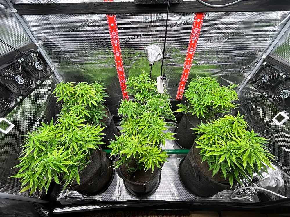 Growreport Bild 4