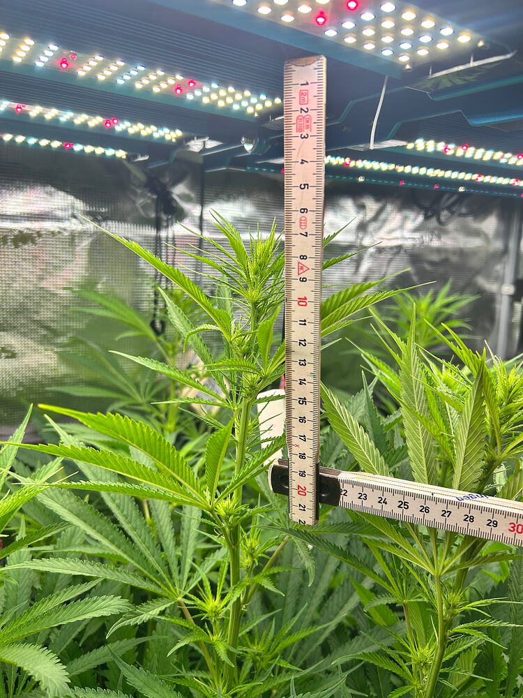 Eine junge Cannabis-Pflanze im frühen Blütestadium, gemessen mit einem Lineal. Die Pflanze zeigt erste Anzeichen von Blütenbildung und ist etwa 20 cm hoch.
