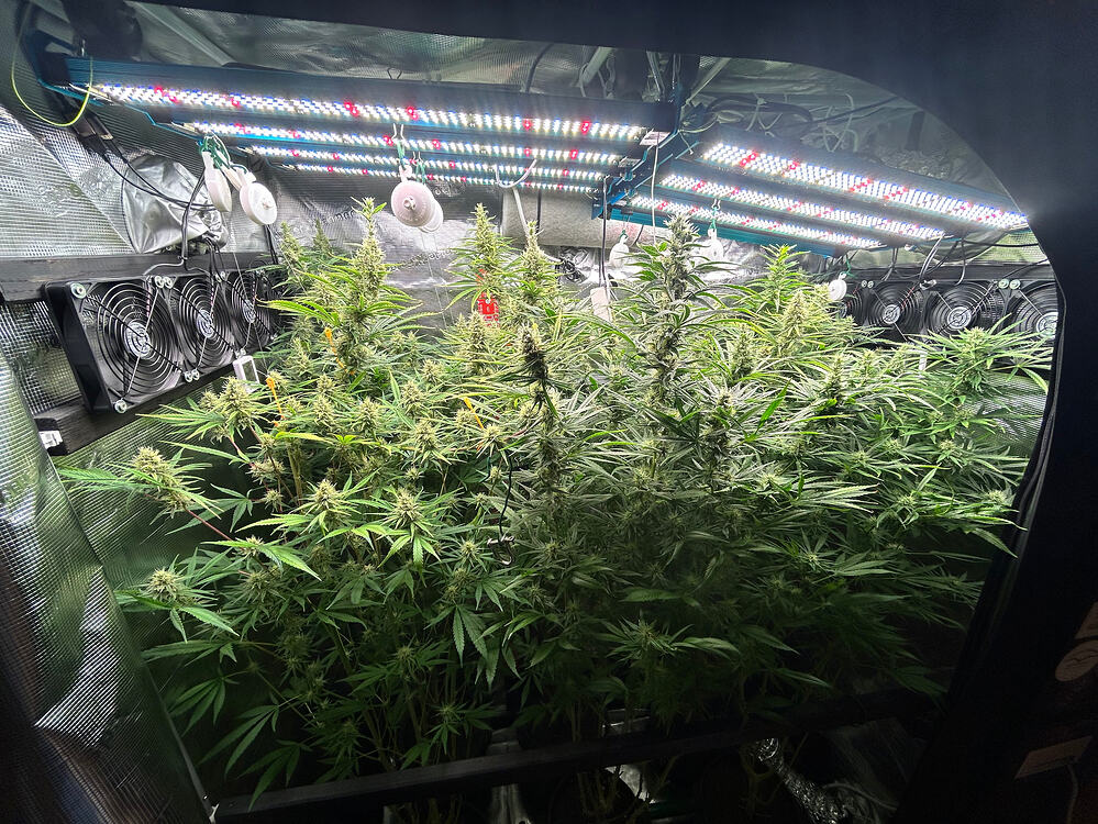 Growreport-Bild