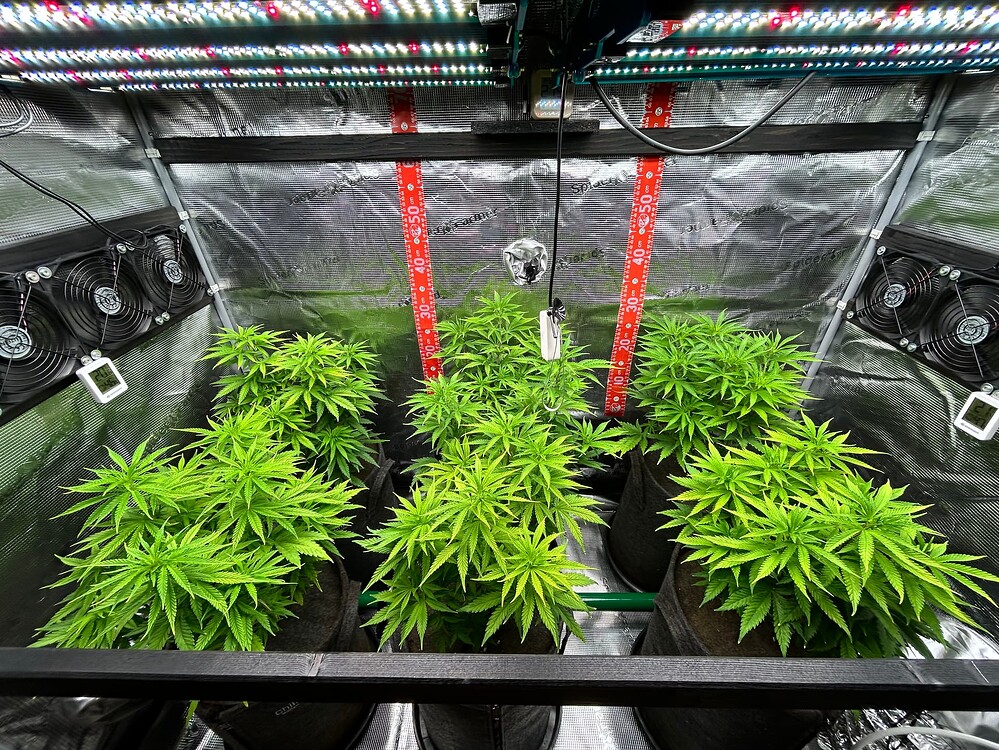 Growreport Bild 7