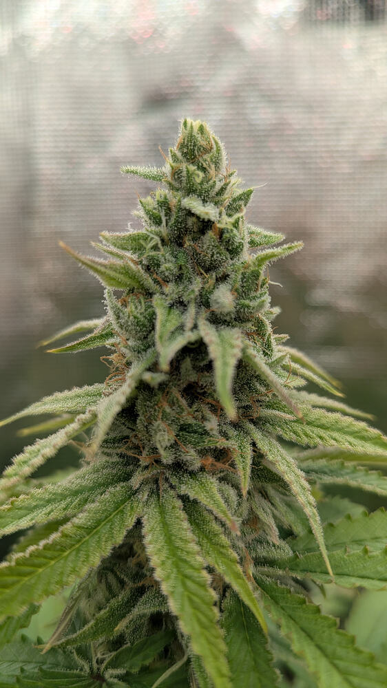 Eine Nahaufnahme eines einzelnen, reifen Cannabis-Buds, der von Trichomen bedeckt ist und sich in der Blütephase befindet.