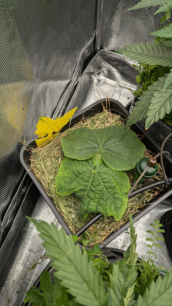 Eine junge Cannabis-Pflanze in einem schwarzen Topf, bedeckt mit Heu, in einer Growbox.