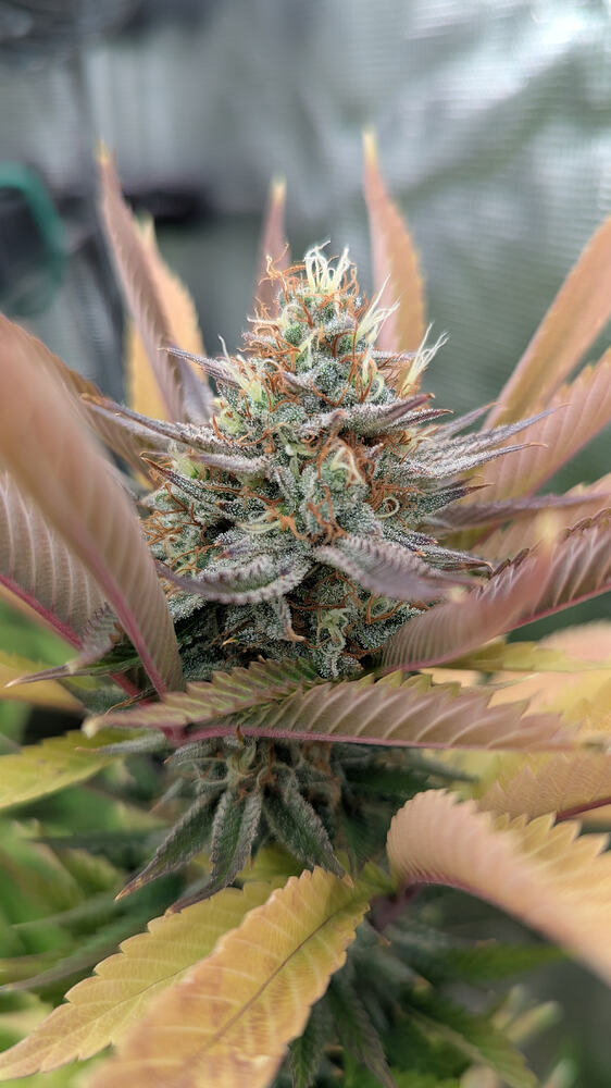 Nahaufnahme eines Cannabis-Buds in der Blütephase mit orangefarbenen Stempeln und vielen Trichomen. Die umliegenden Blätter sind teilweise gelb und lila gefärbt.