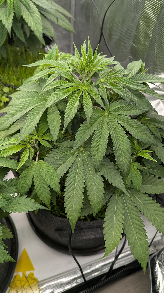 Eine junge Cannabis-Pflanze in der Wachstumsphase, mit breiten, grünen Blättern und einem dichten Hauptstamm, steht in einem schwarzen Stofftopf.
