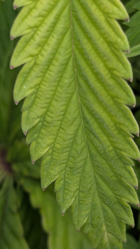 Nahaufnahme eines grünen Cannabisblattes mit sichtbaren Blattadern und leicht gelblichen Blattspitzen, was auf leichten Tipburn hindeutet.