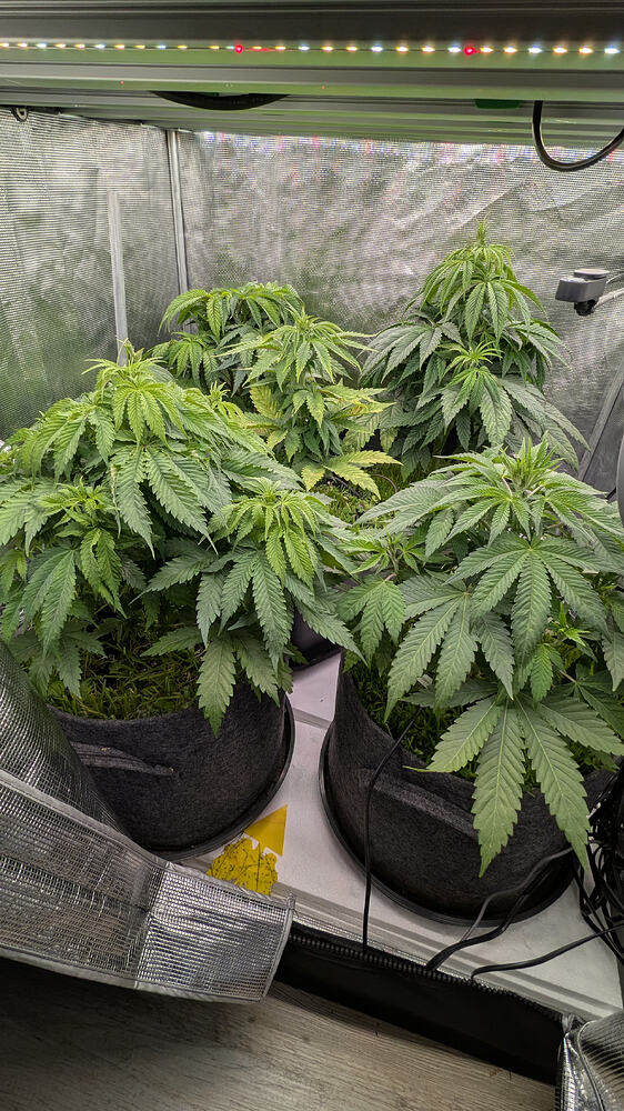 Vier junge Cannabis-Pflanzen in Vlies-Töpfen unter einer LED-Wachstumslampe in einer Growbox.