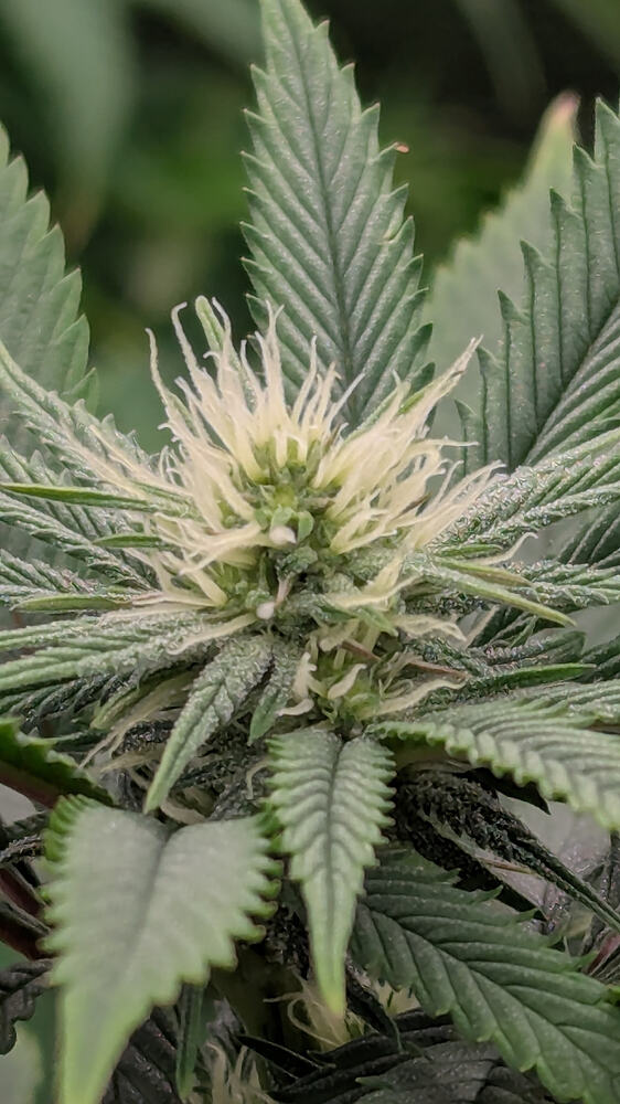 Growreport Bild 6