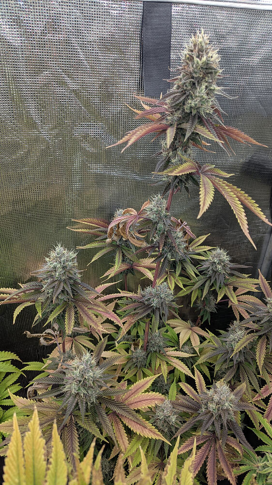 Growreport Bild 26