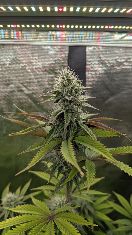 Eine blühende Cannabispflanze unter einer LED-Wachstumslampe, mit deutlichen Trichomen und sich entwickelnden Blüten. Die Blätter zeigen Anzeichen von Reife, einige mit rötlichen Tönen.
