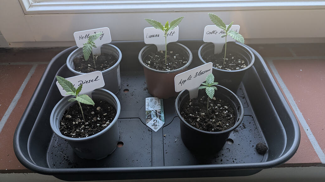 Growreport Bild 5