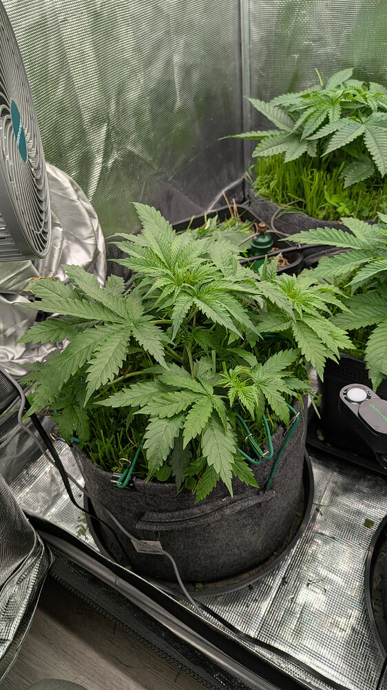 Eine junge Cannabis-Pflanze in einem grauen Stofftopf, umgeben von anderen Pflanzen und Ausrüstung in einer Growbox.