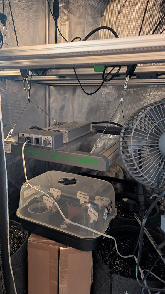 Ein Anzuchtzelt mit mehreren kleinen Sämlingen in Töpfen unter einer Grow-Lampe. Ein Ventilator ist ebenfalls sichtbar.
