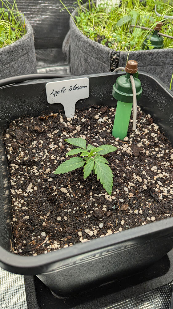 Growreport Bild 9