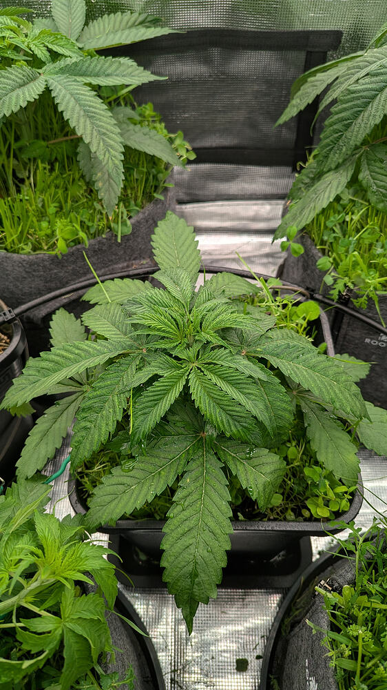 Growreport Bild 3