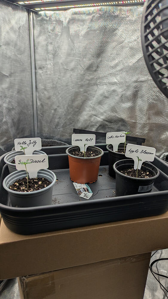 Fünf junge Cannabis-Pflanzen in kleinen Töpfen, jede mit einem handbeschrifteten Schild, stehen in einer schwarzen Anzuchtschale unter einer Grow-Lampe.