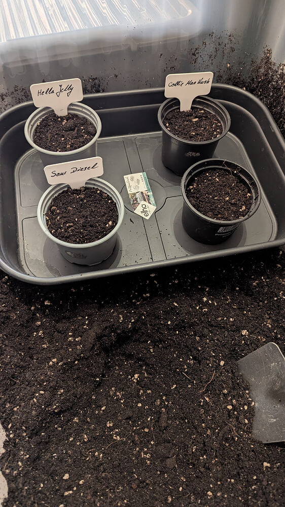 Vier kleine Anzuchttöpfe mit Erde und beschrifteten Schildern stehen in einer grauen Anzuchtschale. Die Schilder sind mit 'Hella Jelly', 'Collie Man Kush' und 'Sour Diesel' beschriftet. Ein weiterer Topf ist nicht beschriftet.