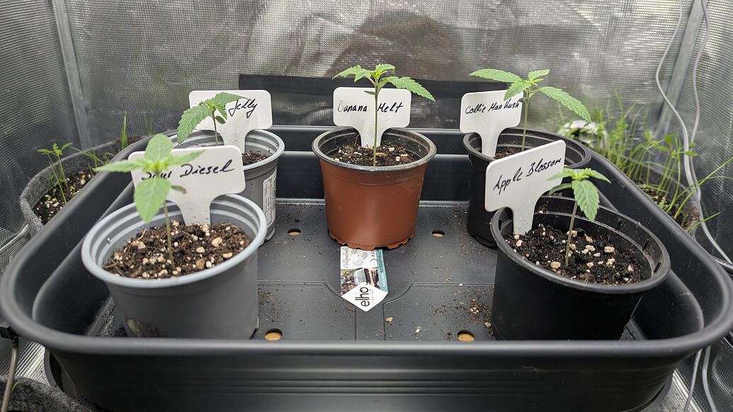 Growreport Bild 11