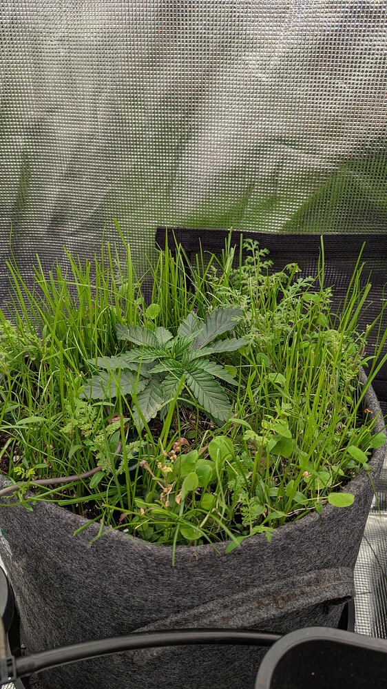 Growreport Bild 15