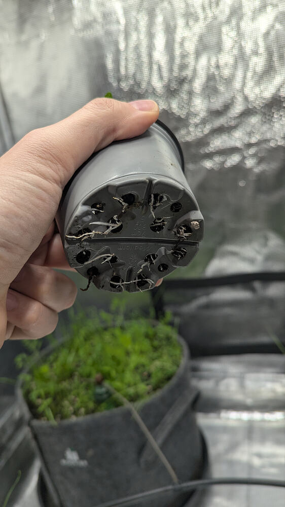 Growreport Bild 2
