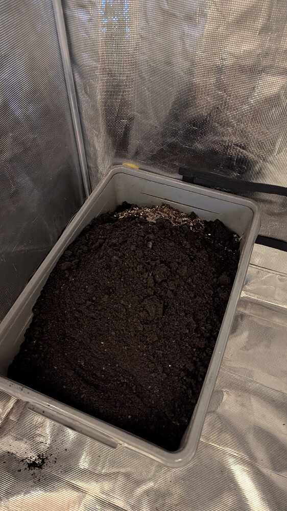 Ein grauer Plastikbehälter gefüllt mit dunkler Erde, der in einem Growzelt steht.