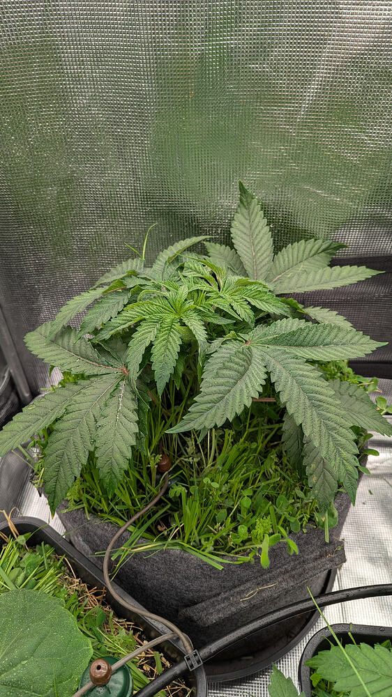 Growreport Bild 1