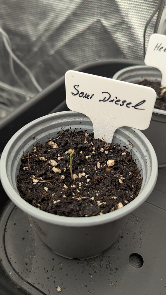 Ein einzelner Sämling einer Cannabis-Pflanze in einem grauen Topf, beschriftet mit 'Sour Diesel'.