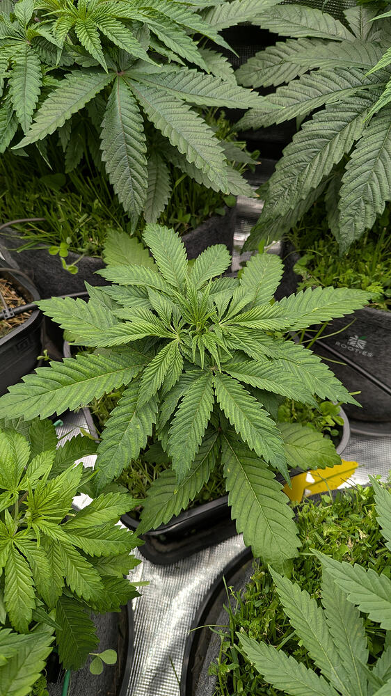 Eine junge Cannabis-Pflanze in der Wachstumsphase, von oben betrachtet, mit breiten, grünen Blättern, die sich symmetrisch ausbreiten. Die Pflanze steht in einem schwarzen Topf, umgeben von anderen Pflanzen und etwas Gras.