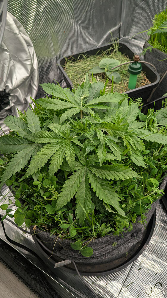 Growreport Bild 8