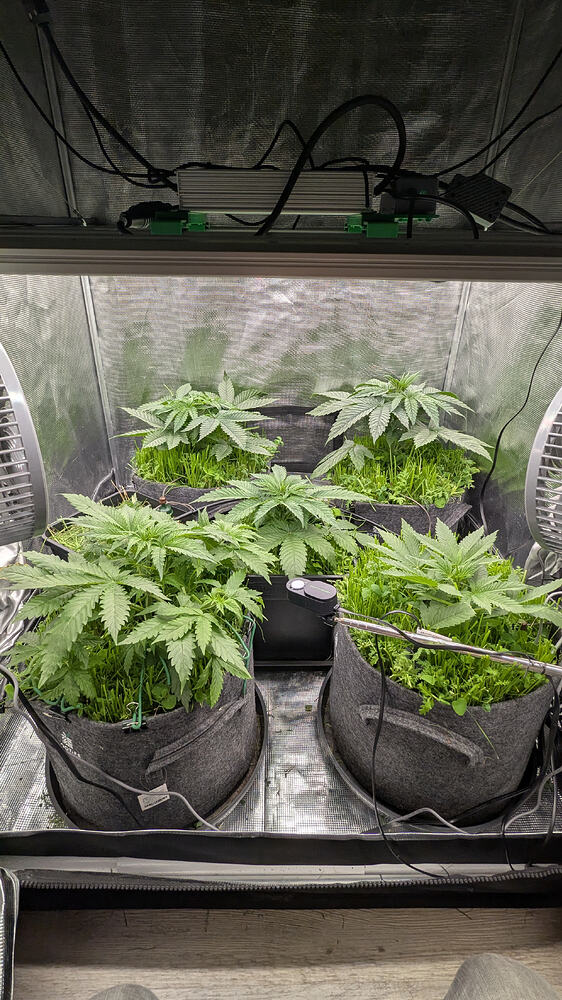 Vier junge Cannabis-Pflanzen in Vlies-Töpfen unter einer Grow-Lampe in einer Grow-Box. Die Pflanzen sind im Wuchs-Stadium und zeigen gesunde, grüne Blätter.