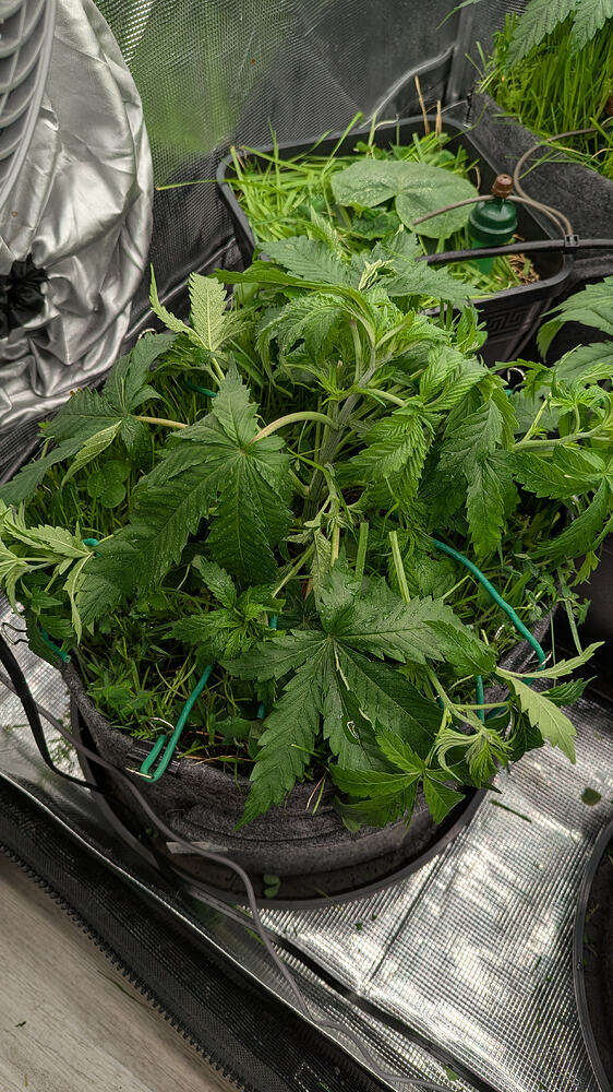 Eine junge Cannabis-Pflanze in einem Stofftopf, die gerade mit grünem Draht trainiert wird. Die Pflanze hat mehrere Haupttriebe und breite Blätter, und der Topf ist mit Gras bedeckt.