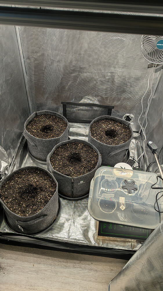 Vier Stofftöpfe mit Erde und kleinen Vertiefungen für Samen stehen in einer Growbox. Daneben befindet sich ein Keimungsset mit mehreren kleinen Behältern.