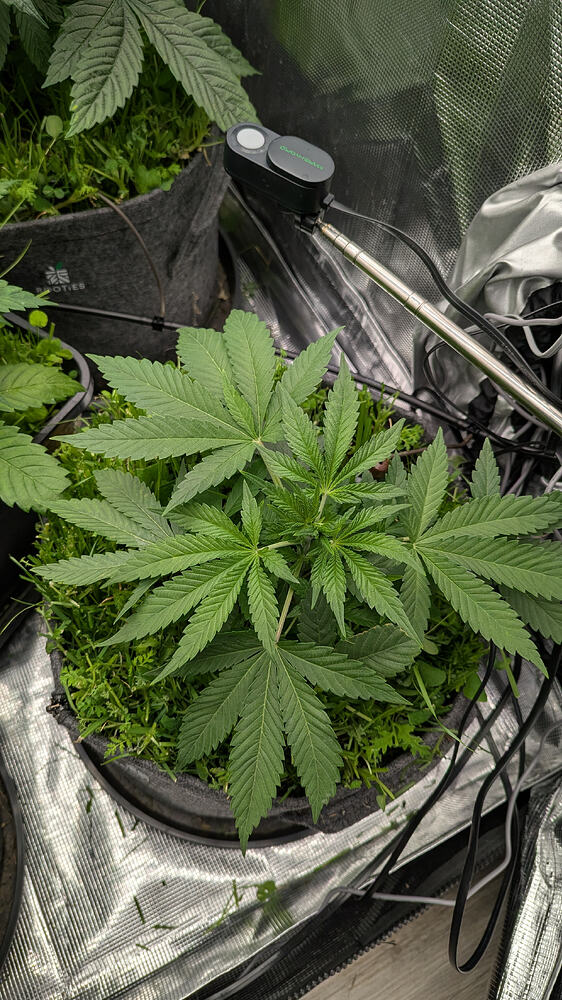 Eine junge Cannabis-Pflanze in einem Vlies-Topf, die sich in der Wachstumsphase befindet. Die Pflanze hat mehrere fächerförmige Blätter und zeigt Anzeichen von gesundem Wachstum. Im Hintergrund sind ein Messgerät und Kabel zu sehen.