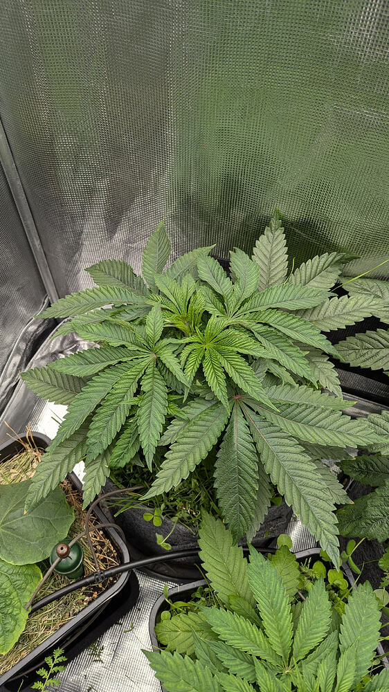 Eine junge Cannabis-Pflanze in der Wachstumsphase, die in einem Zelt wächst. Die Pflanze hat breite, grüne Blätter und ist noch relativ klein.