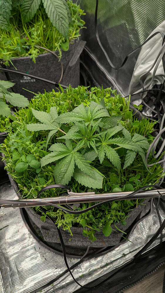 Eine junge Cannabis-Pflanze in einem Vlies-Topf, umgeben von Gründüngung, mit Wassertropfen auf den Blättern.