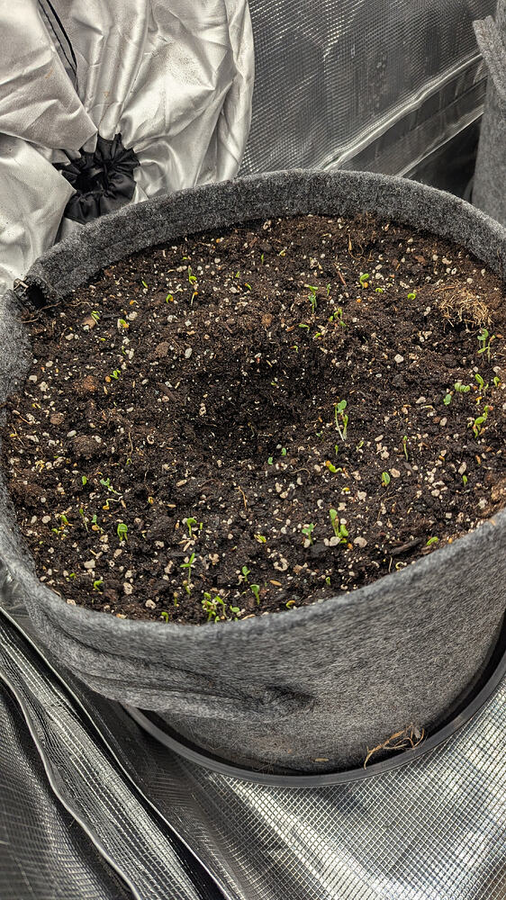 Ein großer, grauer Stofftopf mit Erde, aus der viele kleine grüne Sämlinge sprießen. Der Topf steht in einer Growbox, deren reflektierende Innenwände sichtbar sind.
