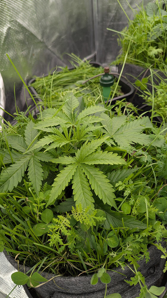 Growreport Bild 7
