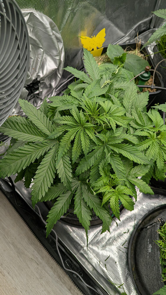 Eine junge Cannabis-Pflanze in einem Zelt, mit breiten, grünen Blättern und mehreren Trieben. Im Hintergrund sind ein Lüfter und eine gelbe Klebefalle zu sehen.