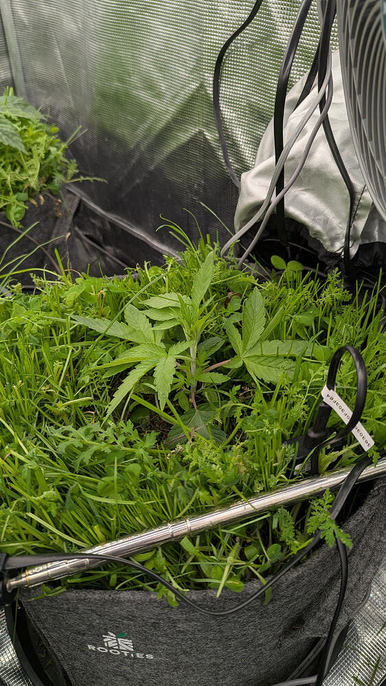 Growreport Bild 6